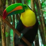 a-vivid-keel-billed-toucan-perched-on-a-branch-in-cartagenas-lush-jungle.-18358976-1638x2048